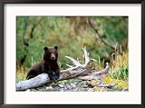 Brown Bear Cub in Katmai National Park, Alaska, USA Framed Photographic Poster Print by Dee Ann Pederson, 29x21