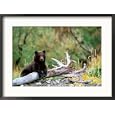 Brown Bear Cub in Katmai National Park, Alaska, USA Framed Photographic Poster Print by Dee Ann Pederson, 29x21