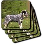 Dogs Australian Cattle - Australian Cattle Dog - Coasters
