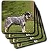 Dogs Australian Cattle - Australian Cattle Dog - Coasters