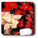 Holidays - Poinsettia - Mouse Pads