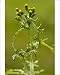 Photographic Prints of Groundsel - in flower; common annual weed from Ardea Wildlife Pets