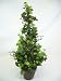 54cm Potted Artificial Silk Ivy 'Pyramid' Tree ~ Office Plant with Pot ~ Home & Conservatory Decoration