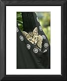 Framed Prints of European brown Tabby Cat - Kitten in carrier from Ardea Wildlife Pets