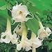 Datura Angel's Trumpet Ballerina Double White Seeds