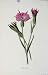 Wild Flower Antique Print Corn Cockle Color C1883 Art