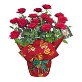 Red Christmas Rose Plant in Christmas Wrap