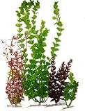 Water Wonders Plant Multi-pack 5