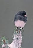 Dark-Eyed Junco Boxed Christmas Cards, 12 Cards