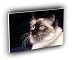 cat birman sacred temple A2 Large Canvas
