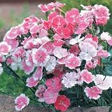 Dianthus Seeds - Dianthus Dulce White to Pink