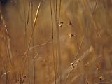 Seeding Kangaroo Grass, Themeda Triandra, Dry and Golden in the Desert, Australia Photographic Poster Print by Jason Edwards, 30x40 41e9y1f2gpL. SL160 Seeding Kangaroo Grass, Themeda Triandra, Dry and Golden in the Desert, Australia Photographic Poster Print by Jason Edwards, 30x40