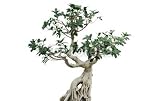 Wallmonkeys Peel and Stick Wall Decals - Bonsai Freigestellt - Removable Graphic