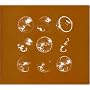 Coins and Crosses
