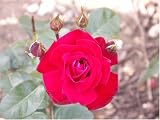 Review World of Roses  / Loving Memories