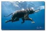 Steve Bloom (Elephant Swimming) Art Poster Print - 24