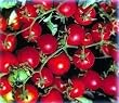 Bonsai Dwarf Red Cherry Tomato 35 Seeds - Hybrid