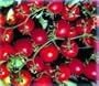 Bonsai Dwarf Red Cherry Tomato 35 Seeds - Hybrid