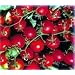 Bonsai Dwarf Red Cherry Tomato 35 Seeds - Hybrid
