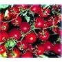 Bonsai Dwarf Red Cherry Tomato 35 Seeds - Hybrid