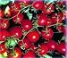 Bonsai Dwarf Red Cherry Tomato 35 Seeds - Hybrid