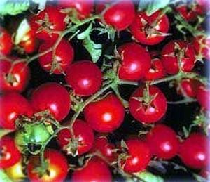 Childrens Toyshop  Outdoor Living : Bonsai Dwarf Red Cherry Tomato 35 Seeds - Hybrid