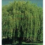 Weeping Willow Tree, Hardy Green, 36-48-inch Tall