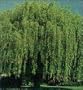 Weeping Willow Tree, Hardy Green, 36-48-inch Tall