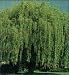 Weeping Willow Tree, Hardy Green, 36-48-inch Tall