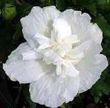 Amazon / Hirts: Rose of Sharon: White Chiffon Hibiscus - Rose of Sharon - Proven Winner