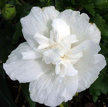 White Chiffon Hibiscus - Rose of Sharon - NEW LOOK!