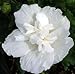 White Chiffon™ Hibiscus syriacus 'Notwoodtwo' - Rose of Sharon - Proven Winner