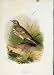 Thorburn C1883 Familiar Birds Meadow Pipit Titlark Prin
