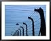 Barbed Wire Electric Fence at Auschwitz-Birkenau Concentration Camp, Oswiecim, Malopolskie, Poland Framed Art Poster Print by Krzysztof Dydynski, 39x31