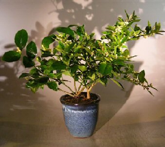 Bonsai Boy's Flowering Cocktail Citrus Bonsai Tree Two Different Citrus Trees in One Pot 'Citrus Aurantifolia' and 'Citrus Meyeri'