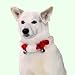 Kyjen Holiday Bell Collar - Small