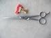 Kitchen & Housewares : Roseline 7 1/2" German Ice Tempered Shear