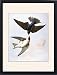 Framed Prints of AUDUBON SWALLOWS, 1827-38. Tree Swallow [White-bellied or Green-blue Swallow] from Granger Art on Demand