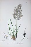 Botany Plants C1902 Spreading Silky Bent-Grass Agrostis