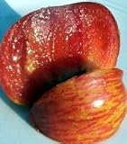 Vintage Wine Tomato 4 Plants - VERY RARE! - Fruity Taste