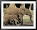 An adult African forest elephant leads two younger elephants through the forest Framed Art Poster Print by Michael Fay, 49x39