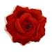 Acosta - Organza Accented Red Flower - Hair Clip / Elastic Band / Brooch / Accessory