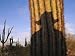 The Shadow of a Cowboy Cast against a Giant Saguaro Cactus Photographic Poster Print by Joel Sartore, 24x18