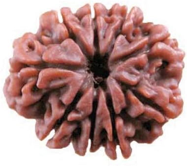 ONLINE PRASAD Zevotion 9 Mukhi Rudraksha (Brown)
