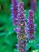 Agastache Urticifolia 