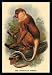 Proboscis Monkey - Paper Poster (18.75 x 28.5)
