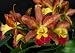 Blc Walhalla 'Frog Level' (orchid plant)