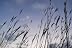 G. Farlow ".: Nikon D60 Owner :."
