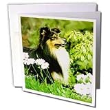 Dogs Sheltie/Shetland Sheepdog - Sheltie - Greeting Cards-12 Greeting Cards with envelopes