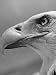 Daniel Mannix's Trained American Bald Eagle Posing For a Picture Photographic Poster Print by J. R. Eyerman, 12x16
